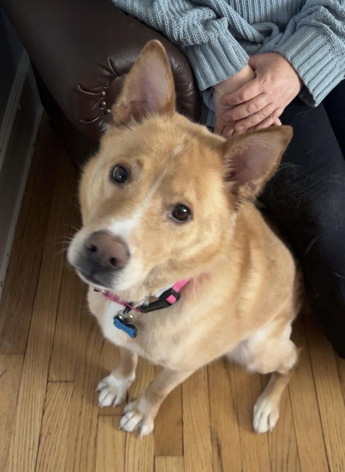 Henry Chestnut , a Adoptable mixed breed in Glens Falls, NY image 5/6