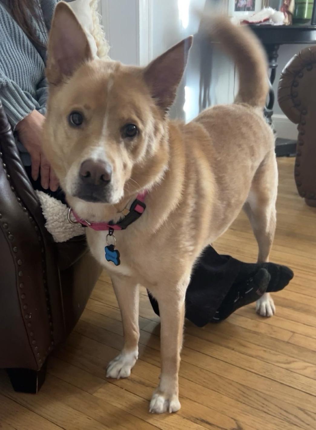 Henry Chestnut , a Adoptable mixed breed in Glens Falls, NY image 4/6