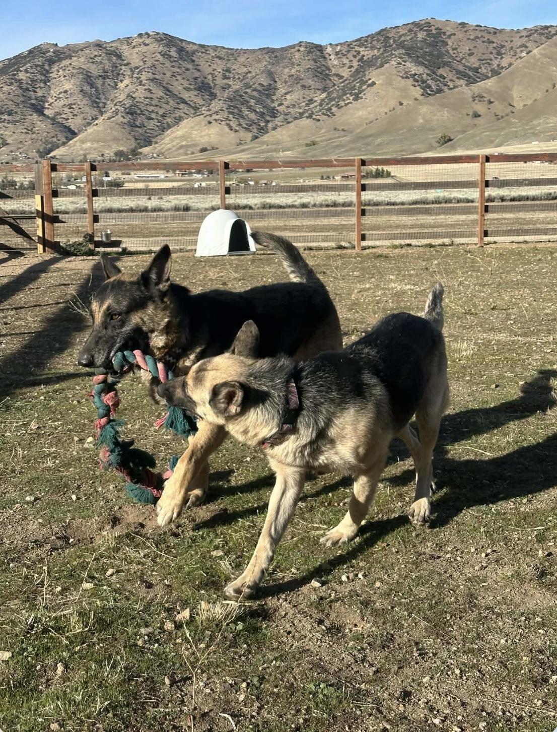 Enlarge George (& Georgina), a Adoptable German Shepherd Dog in Petaluma, CA image 1/6