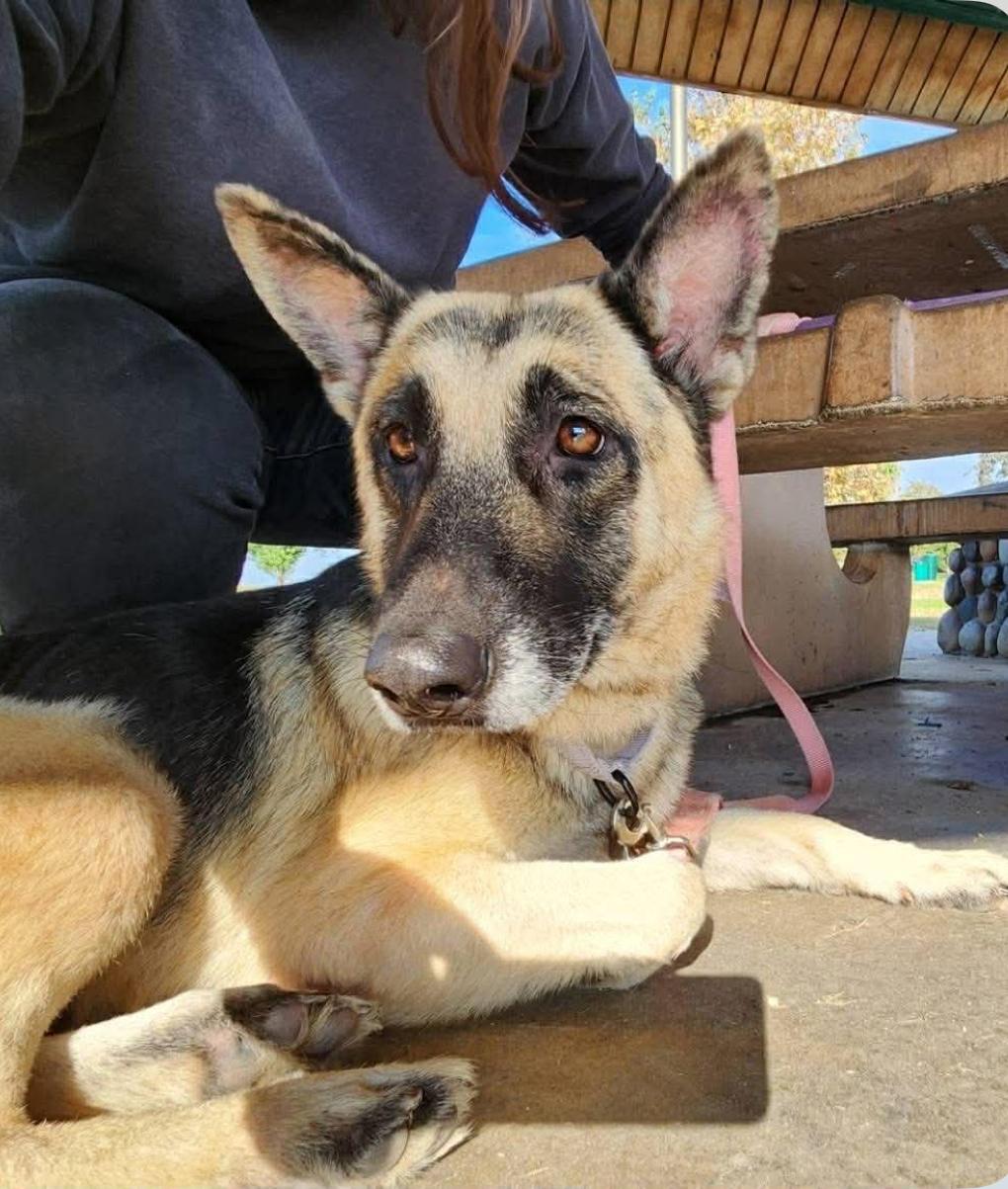 Enlarge George (& Georgina), a Adoptable German Shepherd Dog in Petaluma, CA image 4/6