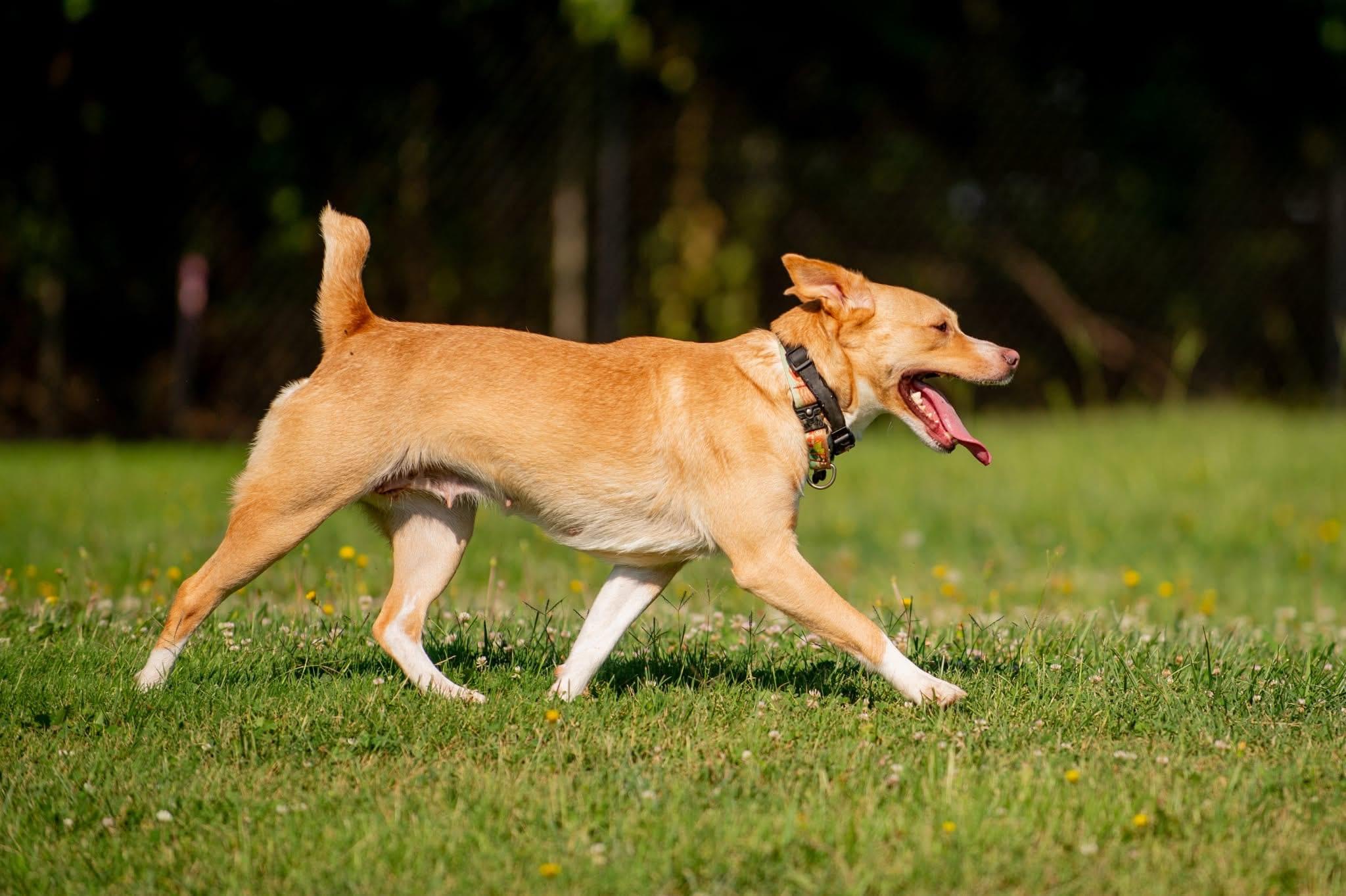 Pepita, Adopted, Young Female Carolina Dog.