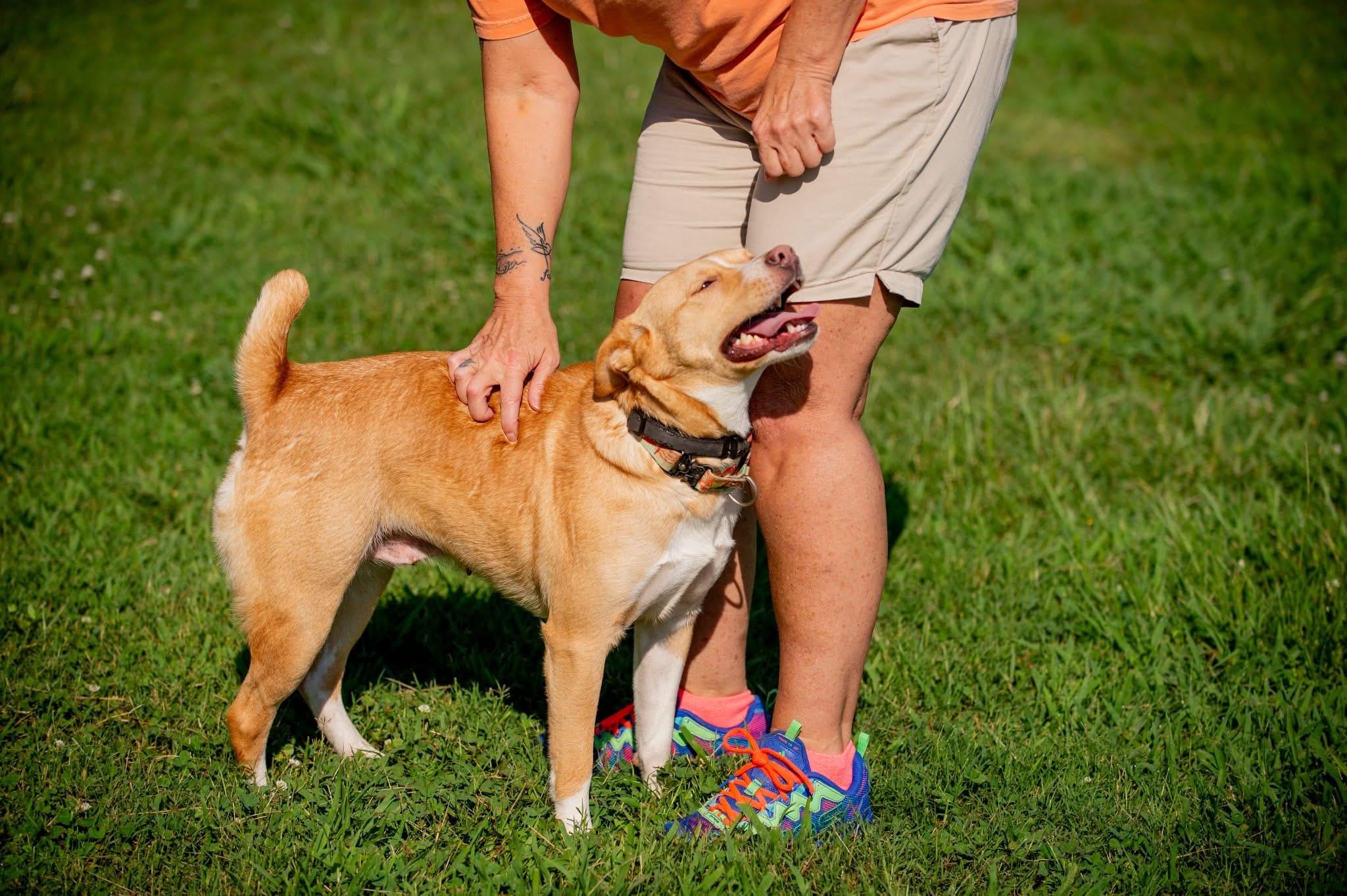 Enlarge Pepita, a Adopted mixed breed in Douglas, MA image 2/6