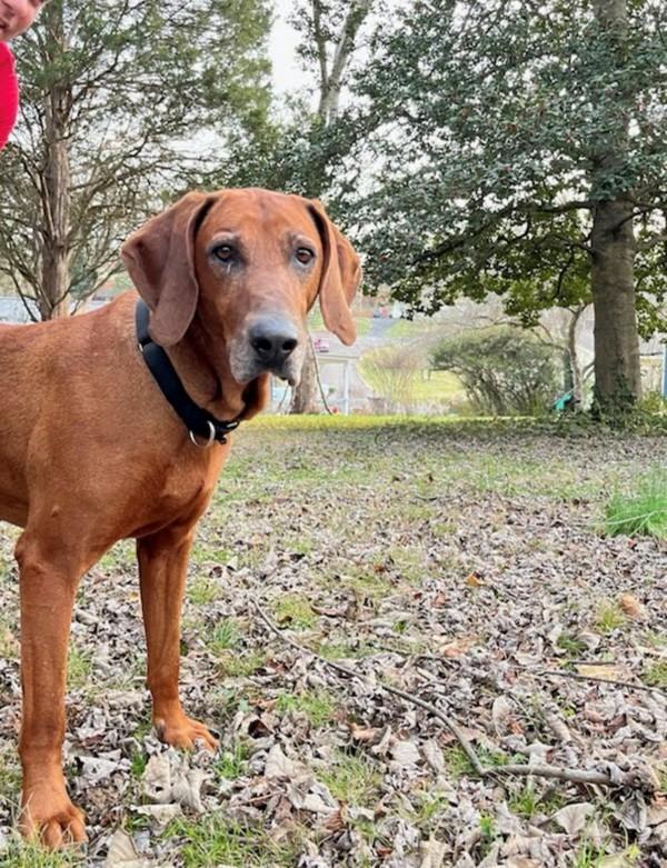 Brick, Adoptable, Adult Male Redbone Coonhound.