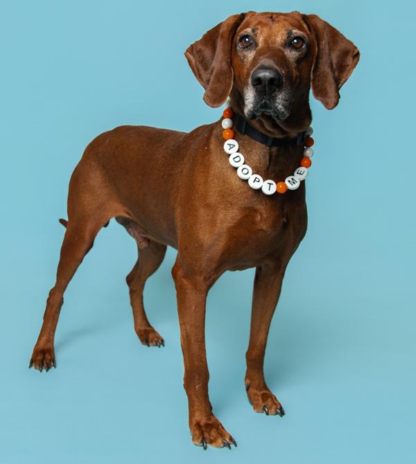 Enlarge Brick, a Adoptable mixed breed in Knoxville, TN image 3/6