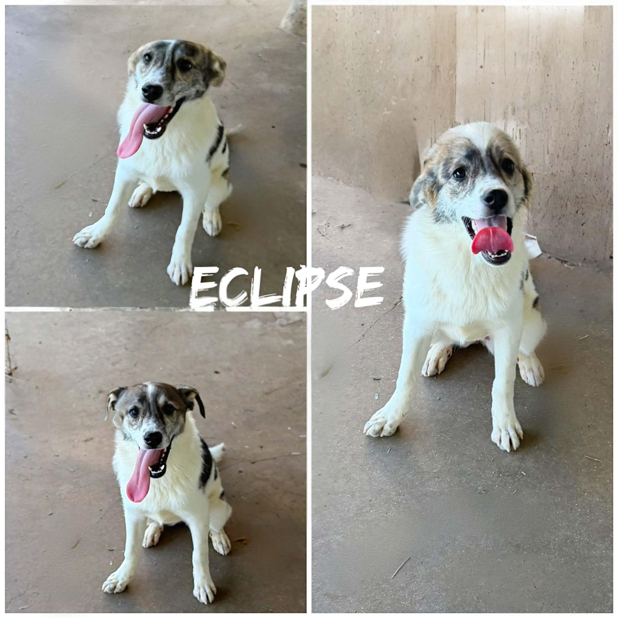 Enlarge Eclipse, a ADOPTABLE mixed breed in Saint James, MO image 1/2