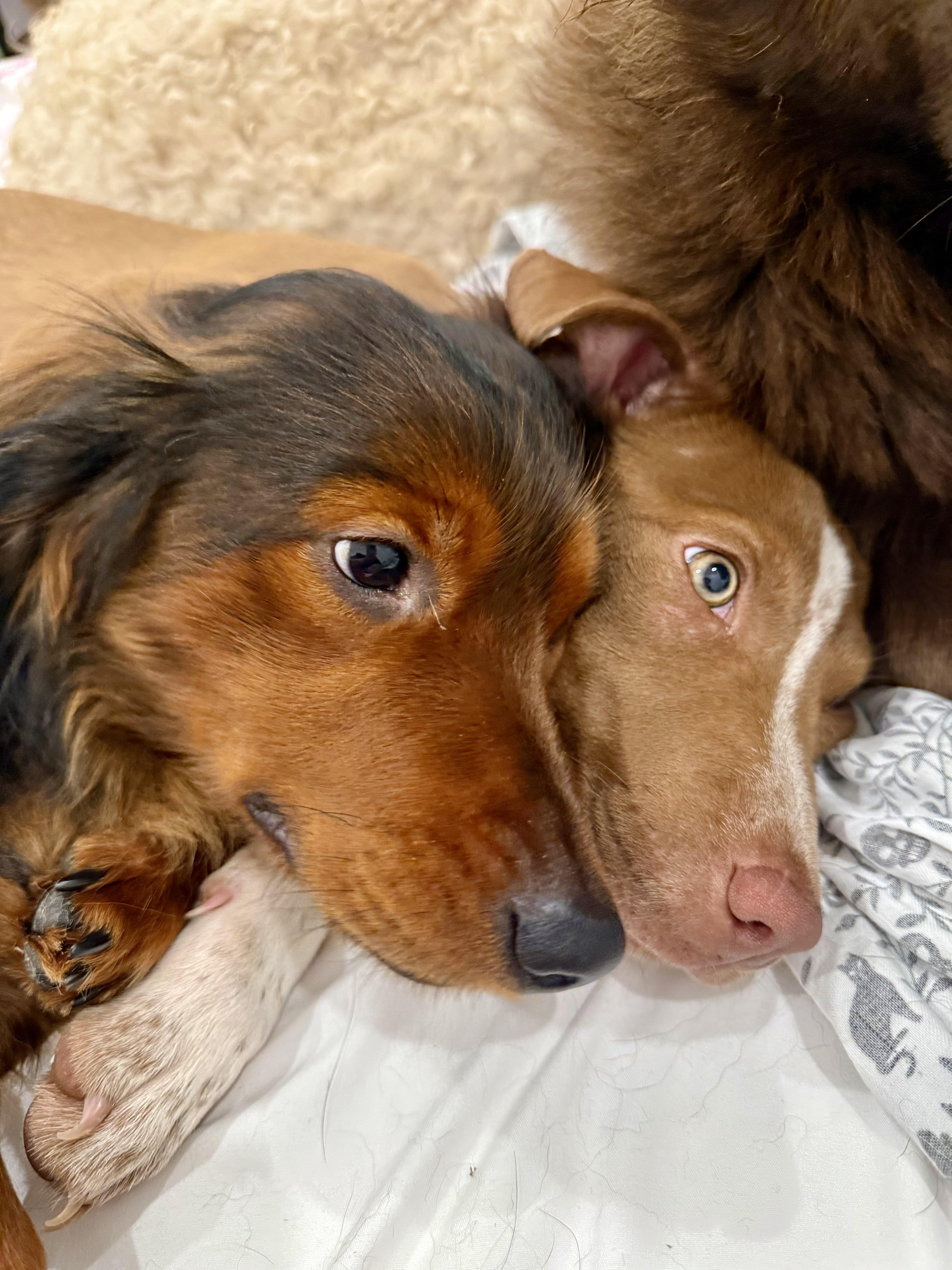Enlarge Ruby, an adopted mixed breed in Burbank, CA image 6/6