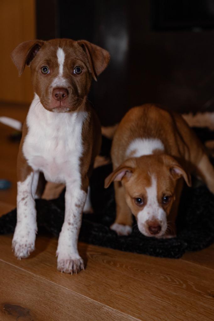 Enlarge Ruby, an adopted mixed breed in Burbank, CA image 2/6