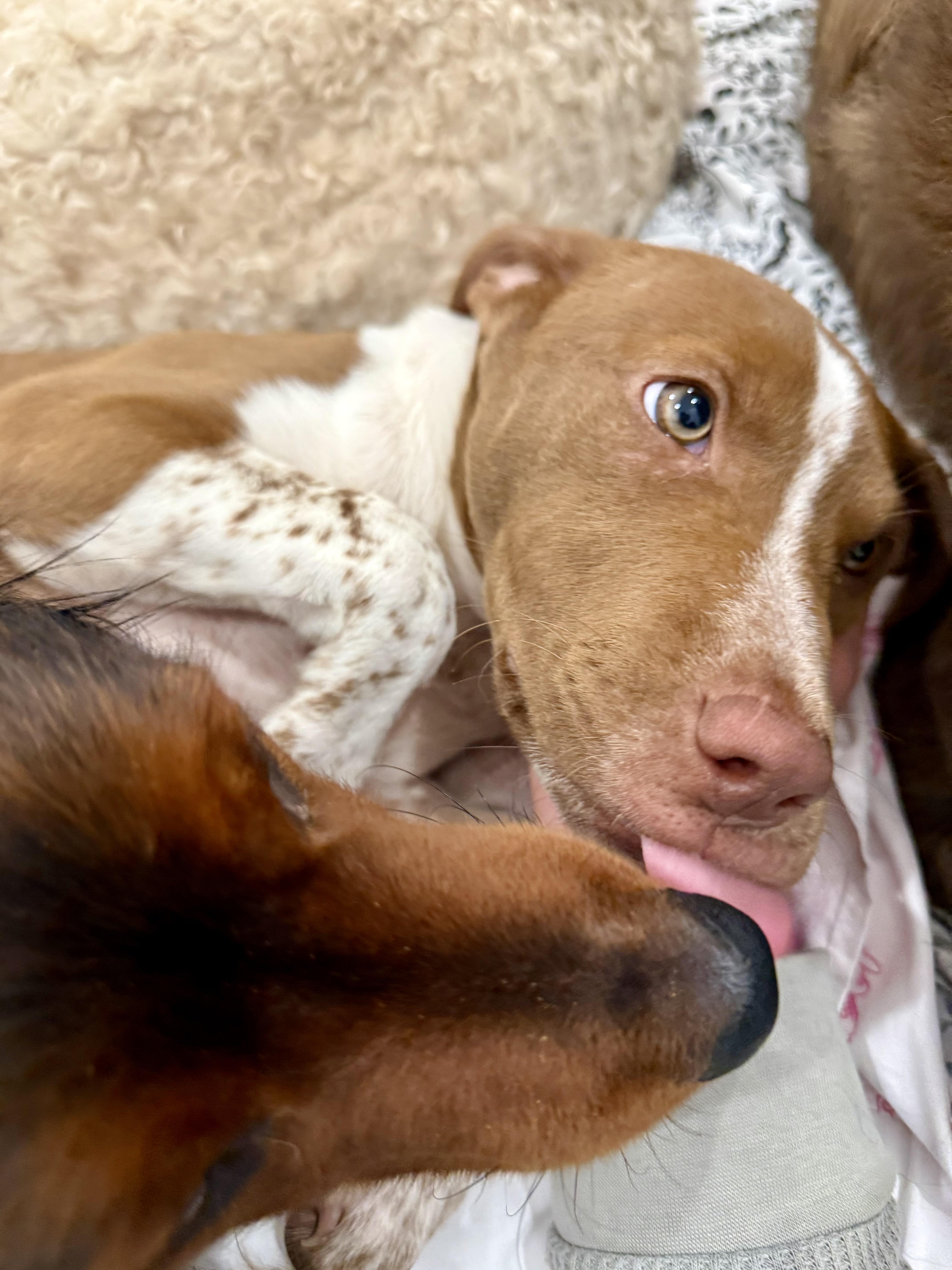 Enlarge Ruby, an adopted mixed breed in Burbank, CA image 4/6