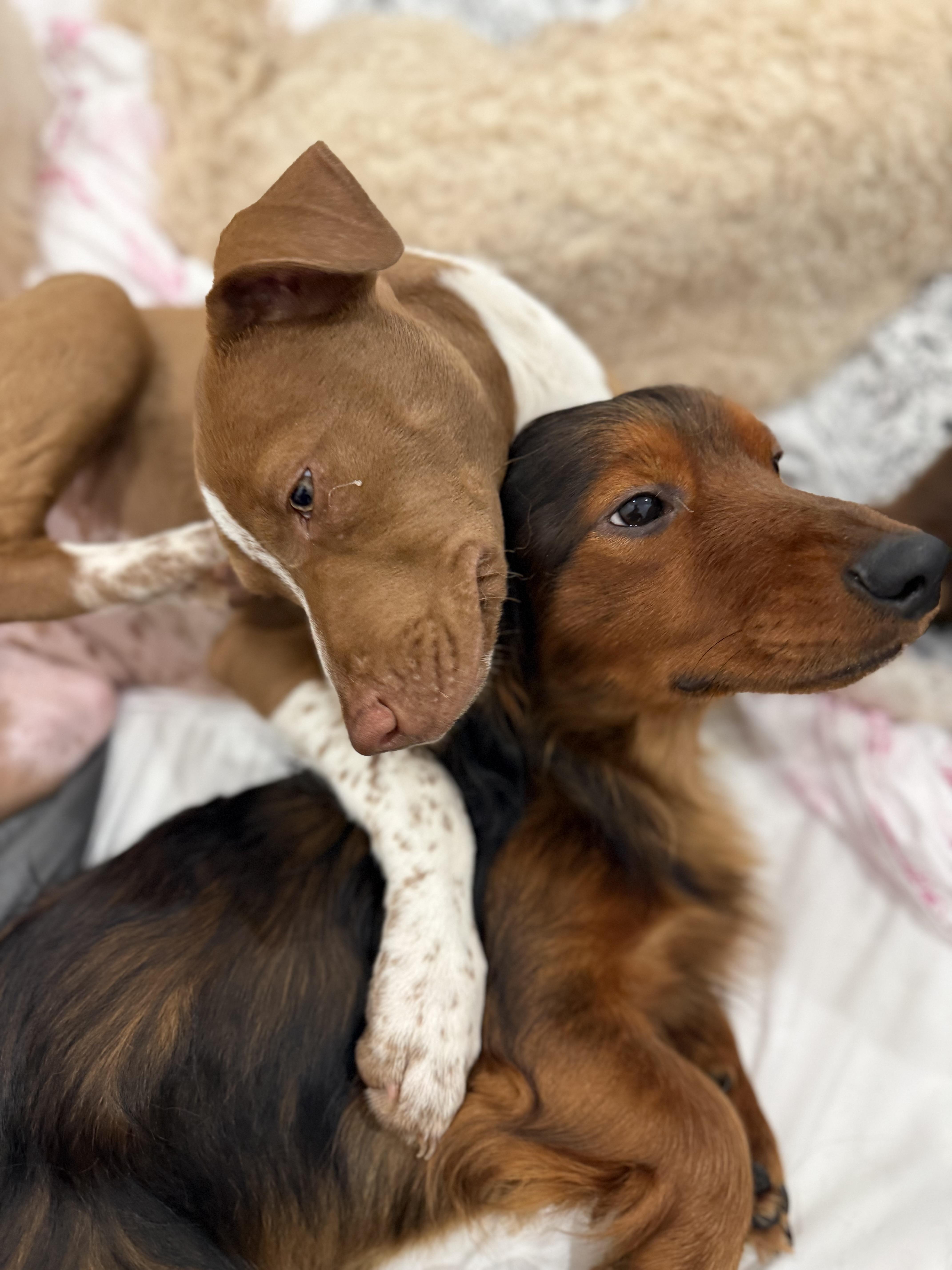 Enlarge Ruby, an adopted mixed breed in Burbank, CA image 5/6