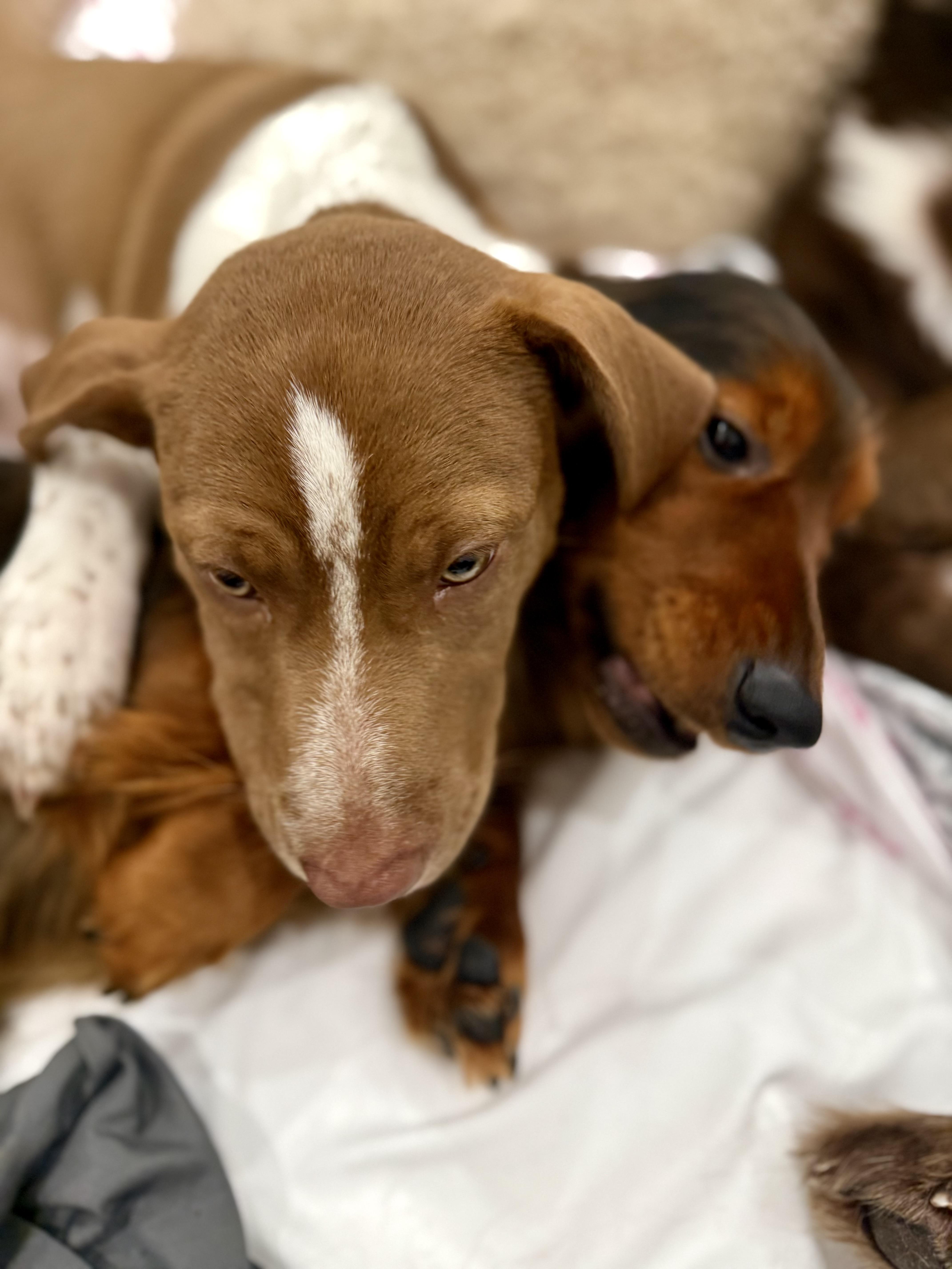 Enlarge Ruby, an adopted mixed breed in Burbank, CA image 3/6