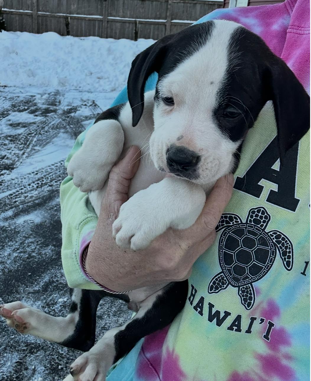 Snowy Night, ADOPTABLE, Puppy Female Boxer & Labrador Retriever.