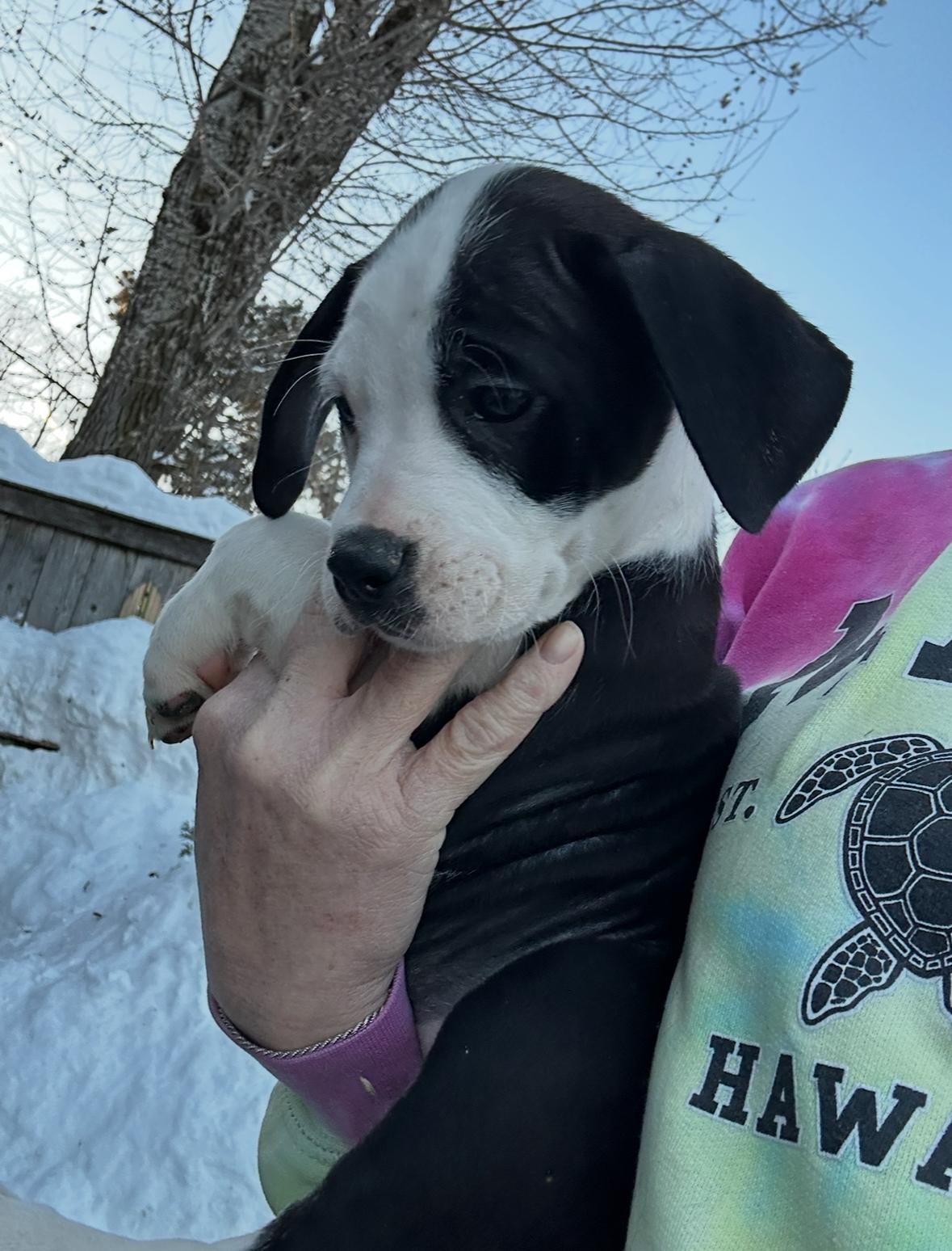 Snowy Night, a ADOPTABLE mixed breed in Arlington Heights, IL image 2/5