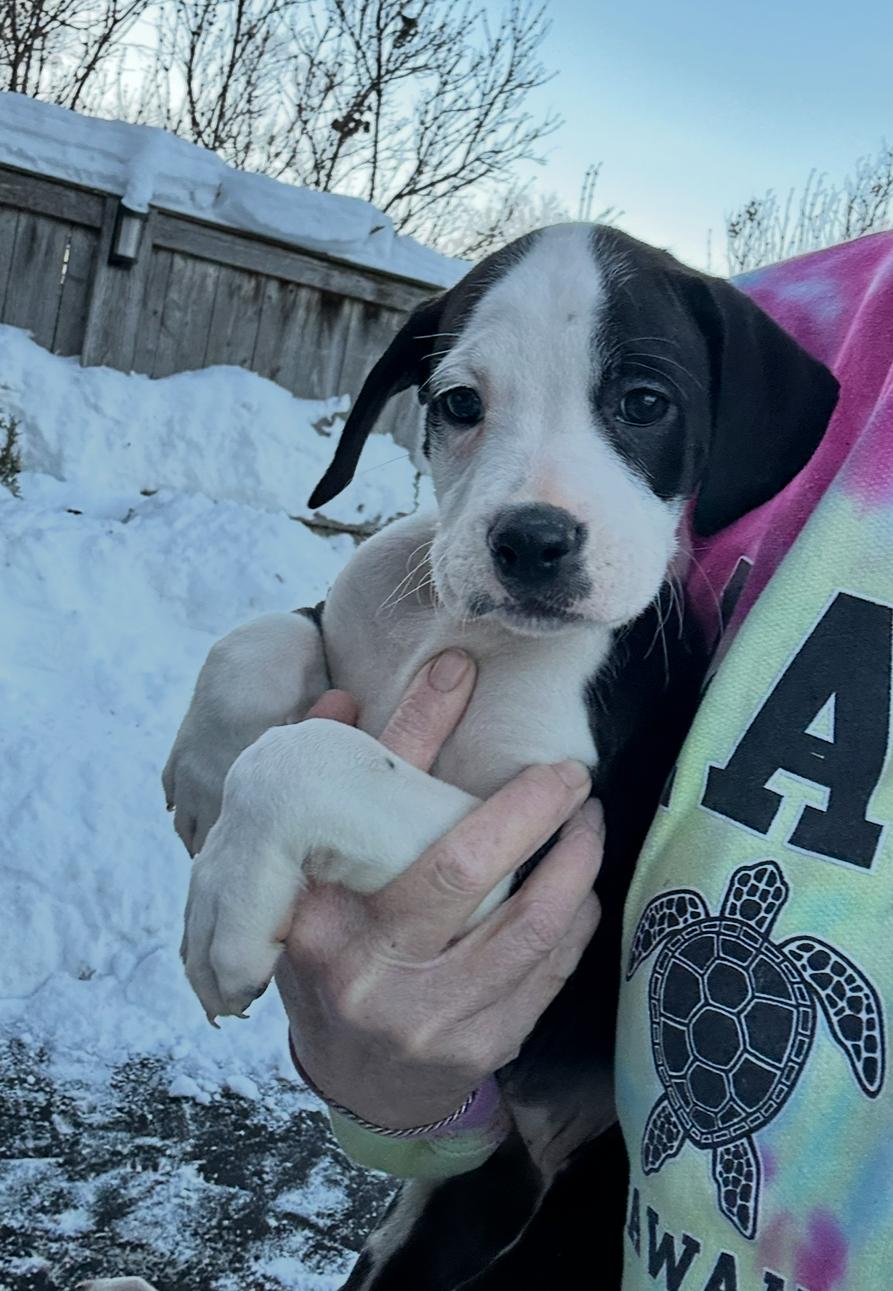 Snowy Night, a ADOPTABLE mixed breed in Arlington Heights, IL image 5/5