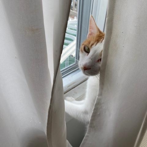 Enlarge Skye & Myko, a ADOPTABLE Japanese Bobtail in West Warwick, RI image 2/4
