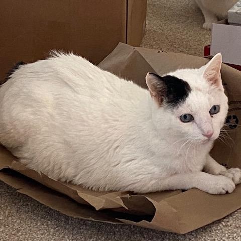 Skye & Myko, ADOPTABLE, Adult Male Japanese Bobtail.