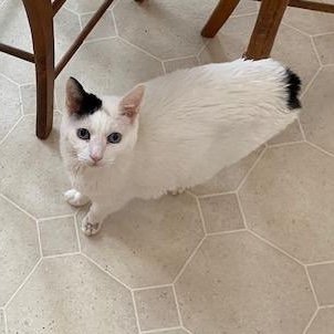 Enlarge Skye & Myko, a ADOPTABLE Japanese Bobtail in West Warwick, RI image 3/4