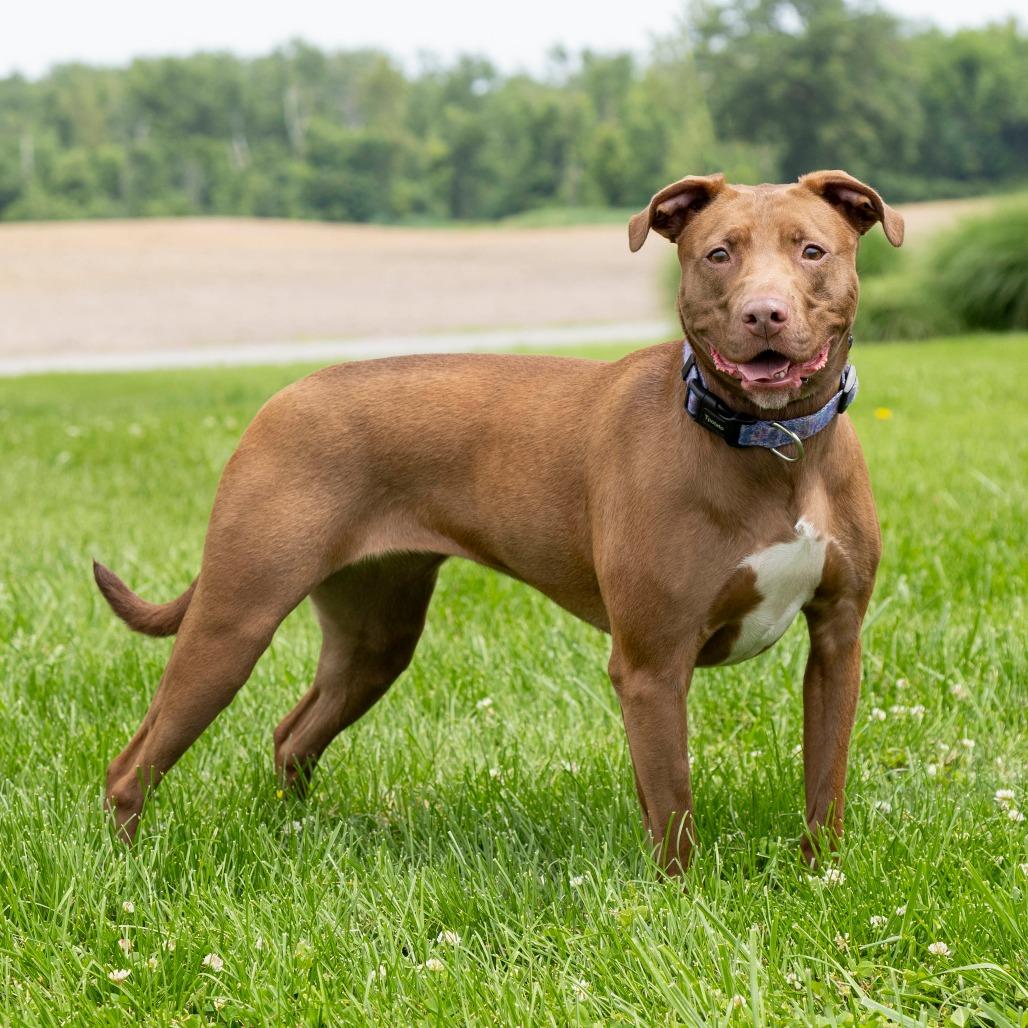 Serena, Adoptable, Adult Female Mixed Breed.