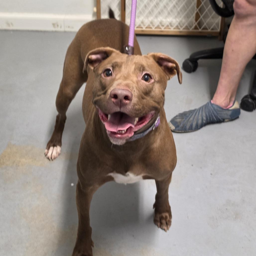 Serena, a Adoptable Mixed Breed in Troy, IL image 2/3
