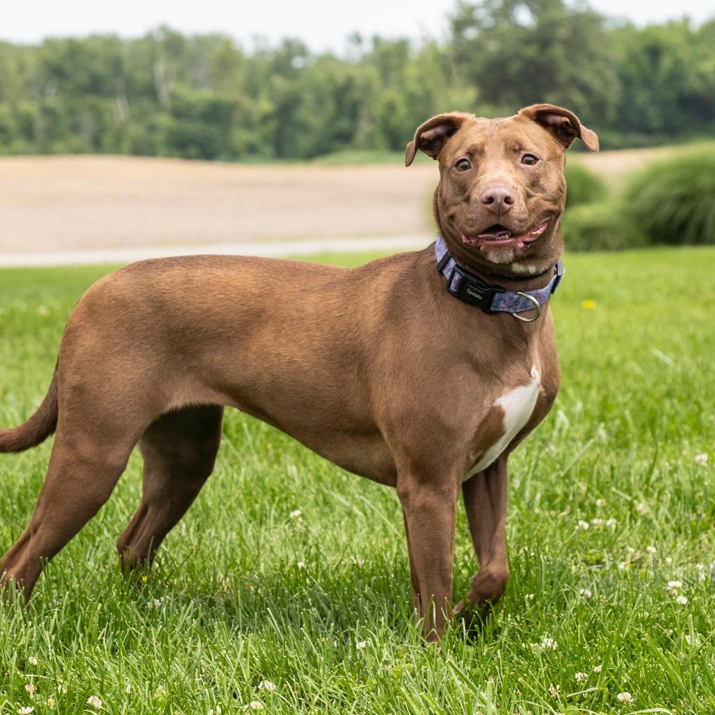 Serena, a Adoptable Mixed Breed in Troy, IL image 3/3