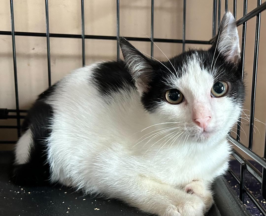 Eli, a Adoptable Domestic Short Hair in Sayreville, NJ image 3/3