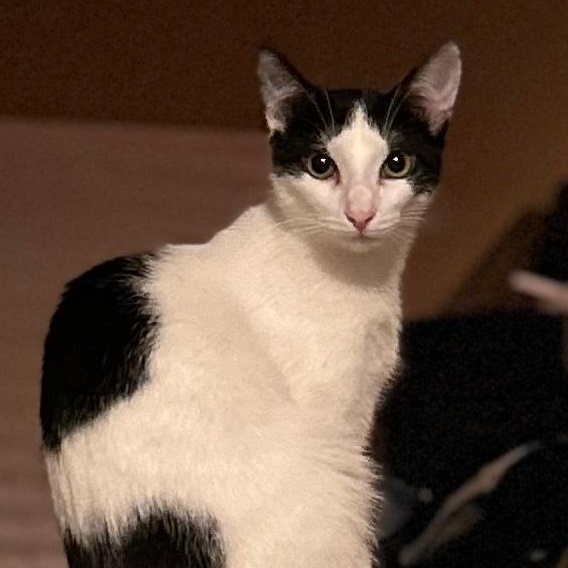 Eli, a Adoptable Domestic Short Hair in Sayreville, NJ image 1/3