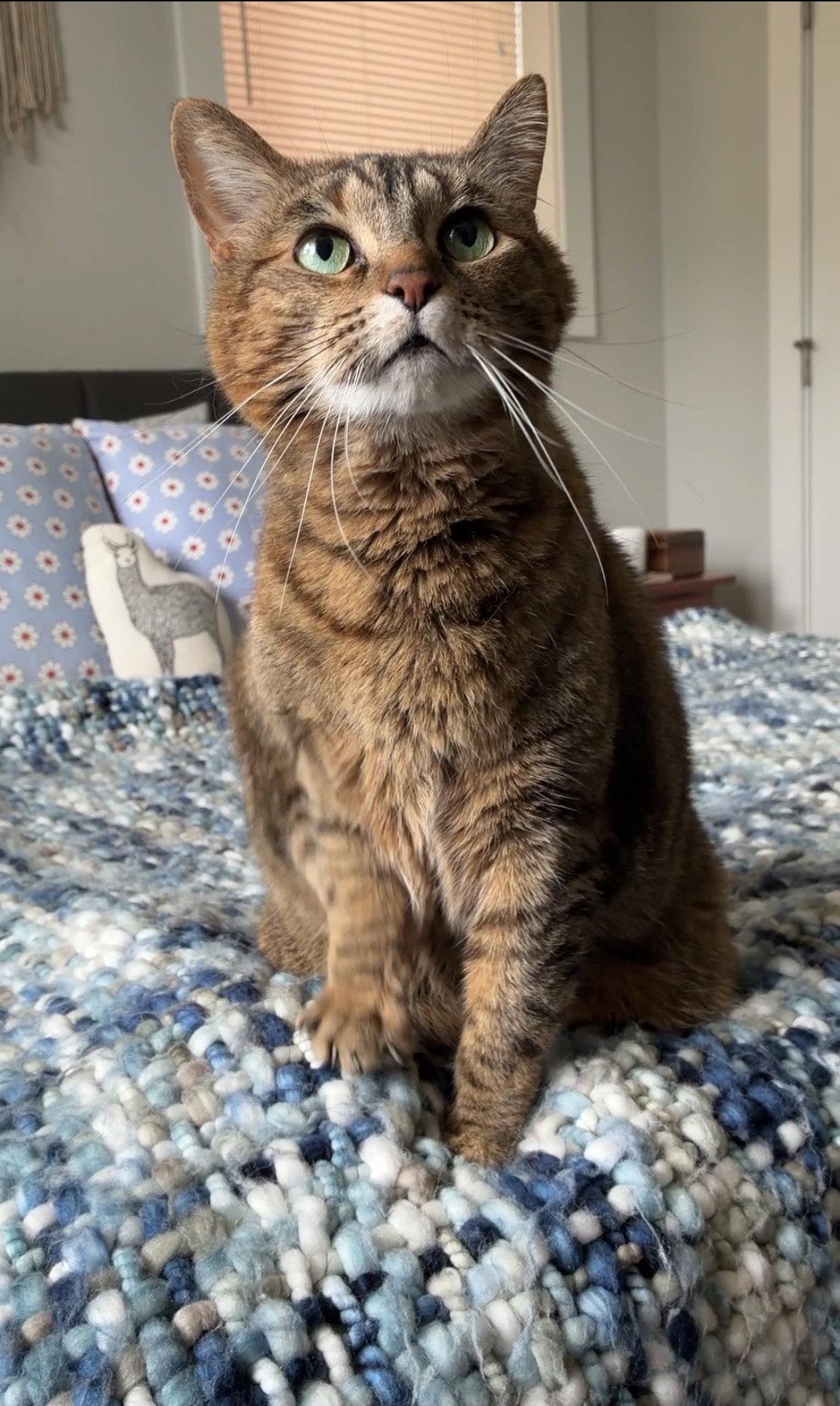 Samoa, a Adoptable Domestic Short Hair in Wheaton, IL image 1/3