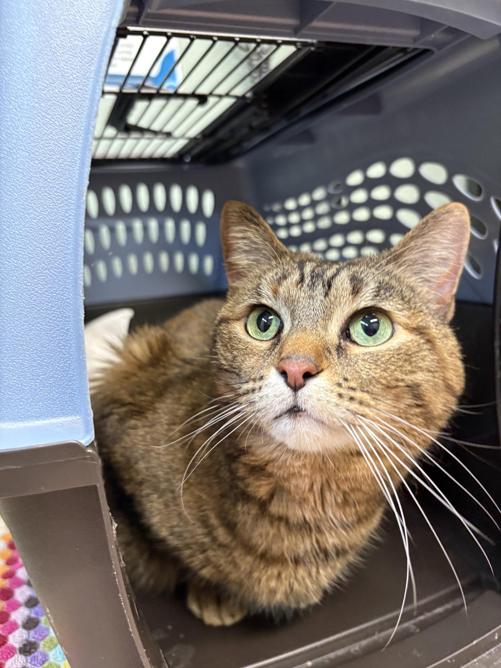 Samoa, a Adoptable Domestic Short Hair in Wheaton, IL image 1/3