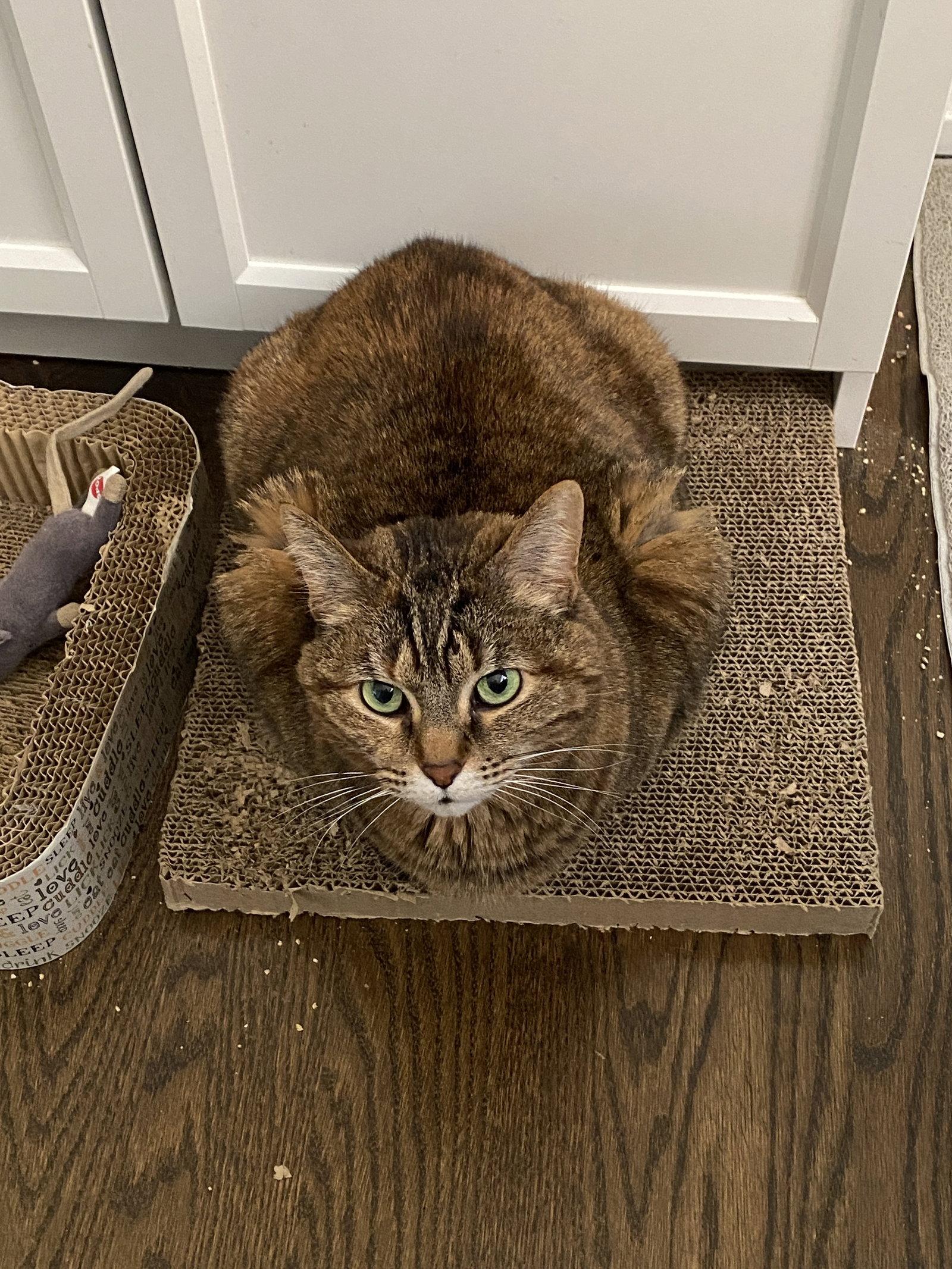 Samoa, a Adoptable Domestic Short Hair in Wheaton, IL image 2/3
