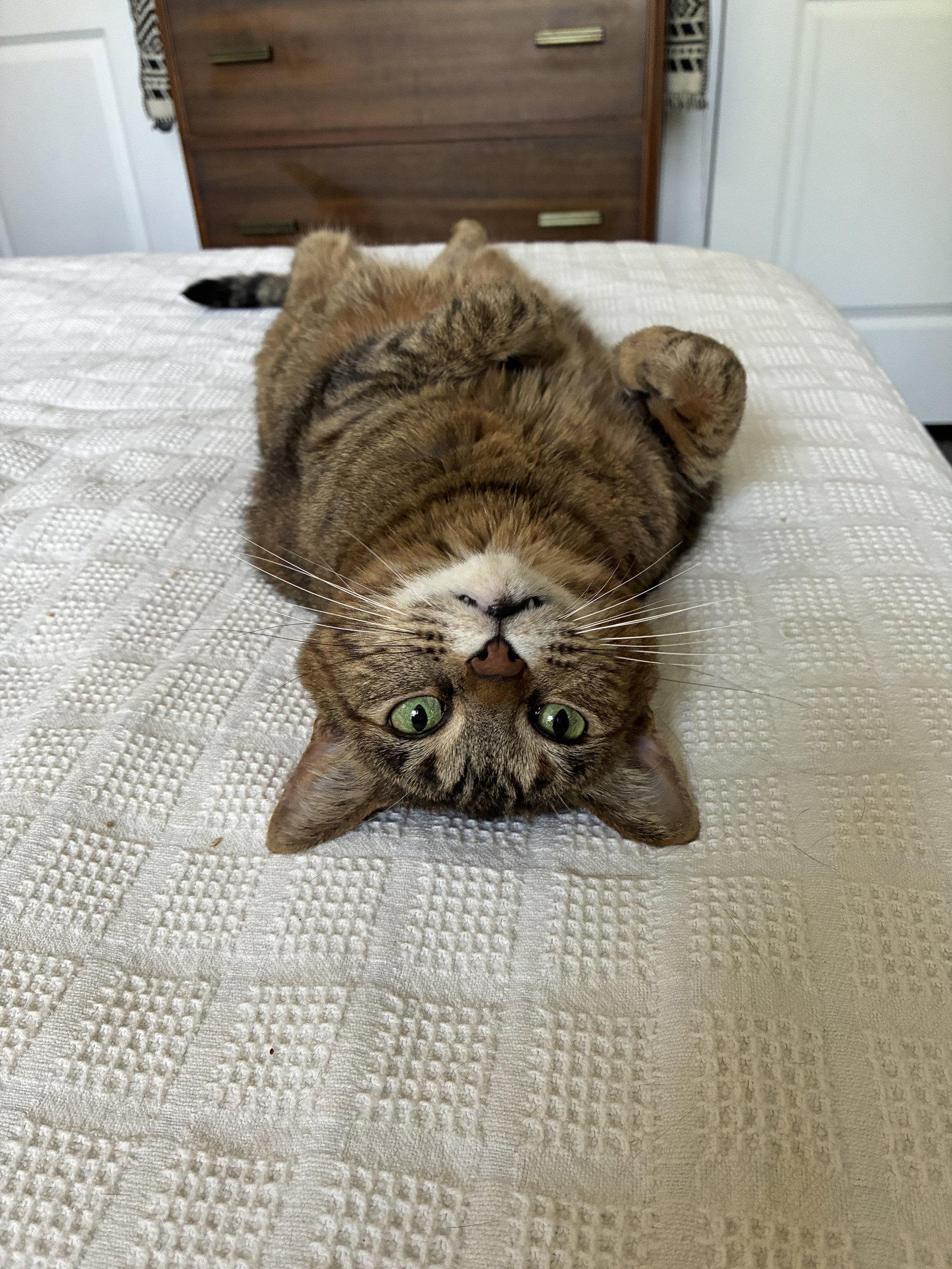 Samoa, a Adoptable Domestic Short Hair in Wheaton, IL image 3/3