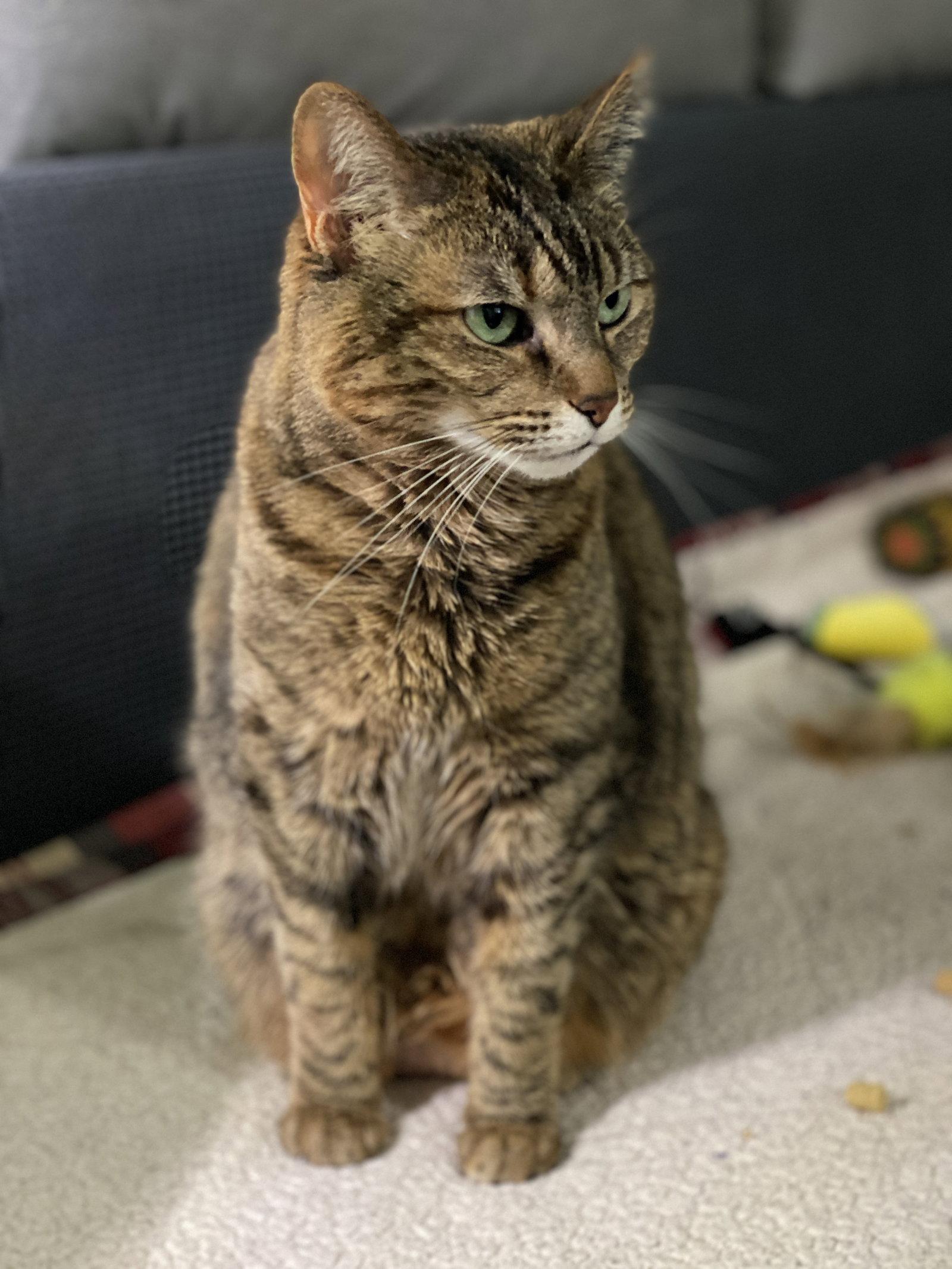Samoa, a Adoptable Domestic Short Hair in Wheaton, IL image 3/3