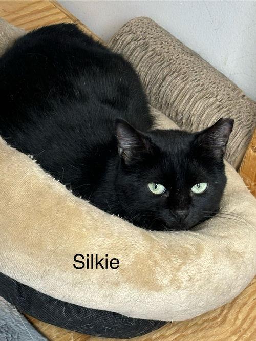 Silkie, Willow Grove, PA (FCID 09/17/2024 - 155) photo 1