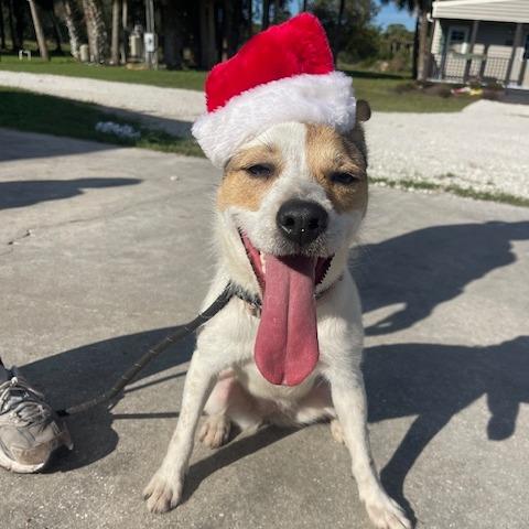 HOLLY PFR-A-573, Adoptable, Young Female Jack Russell Terrier & Mixed Breed.