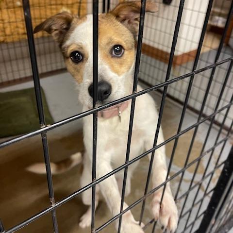 Enlarge HOLLY PFR-A-573, a Adoptable mixed breed in Indiantown, FL image 2/5