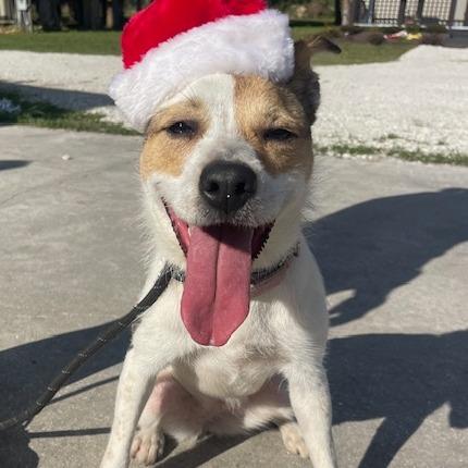 Enlarge HOLLY PFR-A-573, a Adoptable mixed breed in Indiantown, FL image 3/5