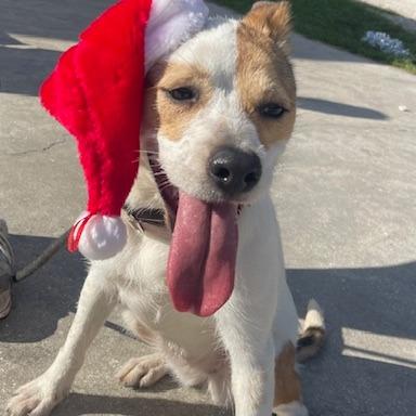 Enlarge HOLLY PFR-A-573, a Adoptable mixed breed in Indiantown, FL image 4/5