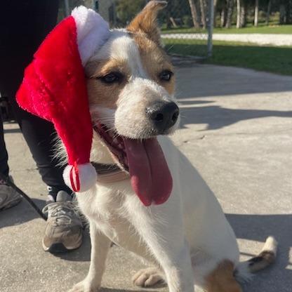 Enlarge HOLLY PFR-A-573, a Adoptable mixed breed in Indiantown, FL image 5/5