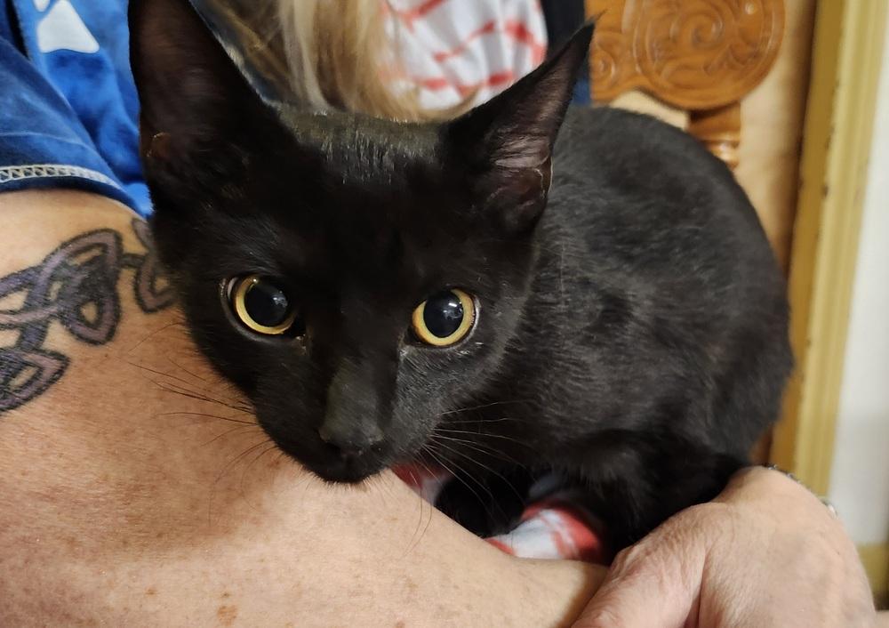 Devon, Adoptable, Kitten Male Domestic Short Hair.