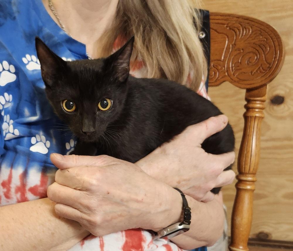 Enlarge Devon, a Adoptable mixed breed in East Greenville, PA image 2/5