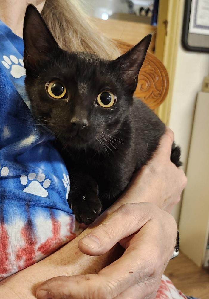 Enlarge Devon, a Adoptable mixed breed in East Greenville, PA image 3/5