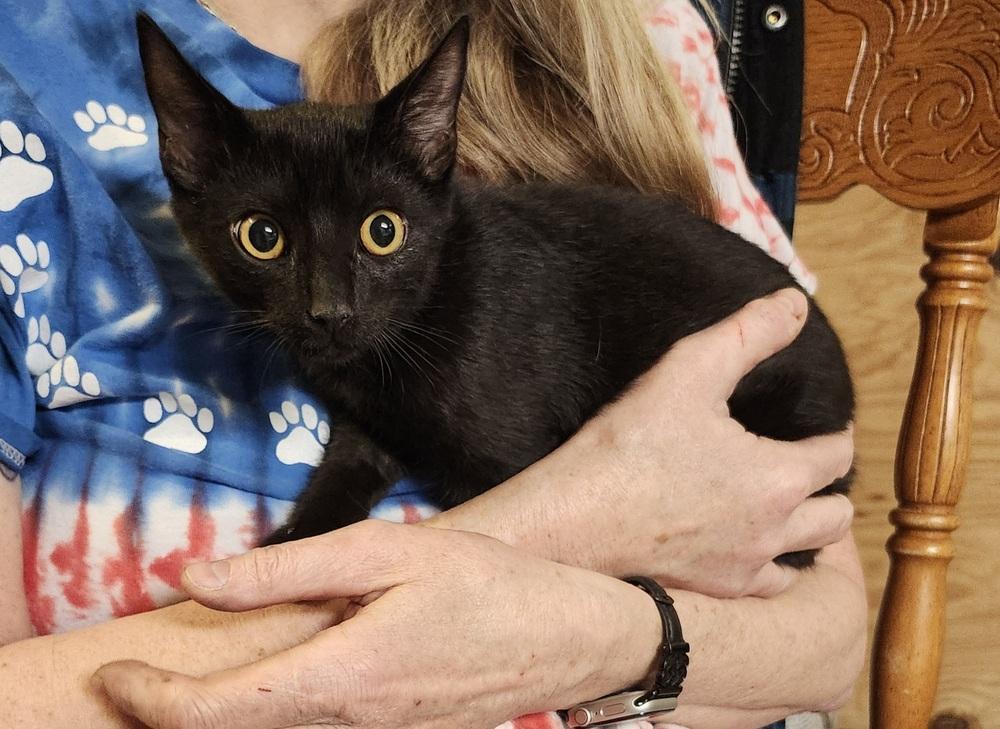 Enlarge Devon, a Adoptable mixed breed in East Greenville, PA image 4/5