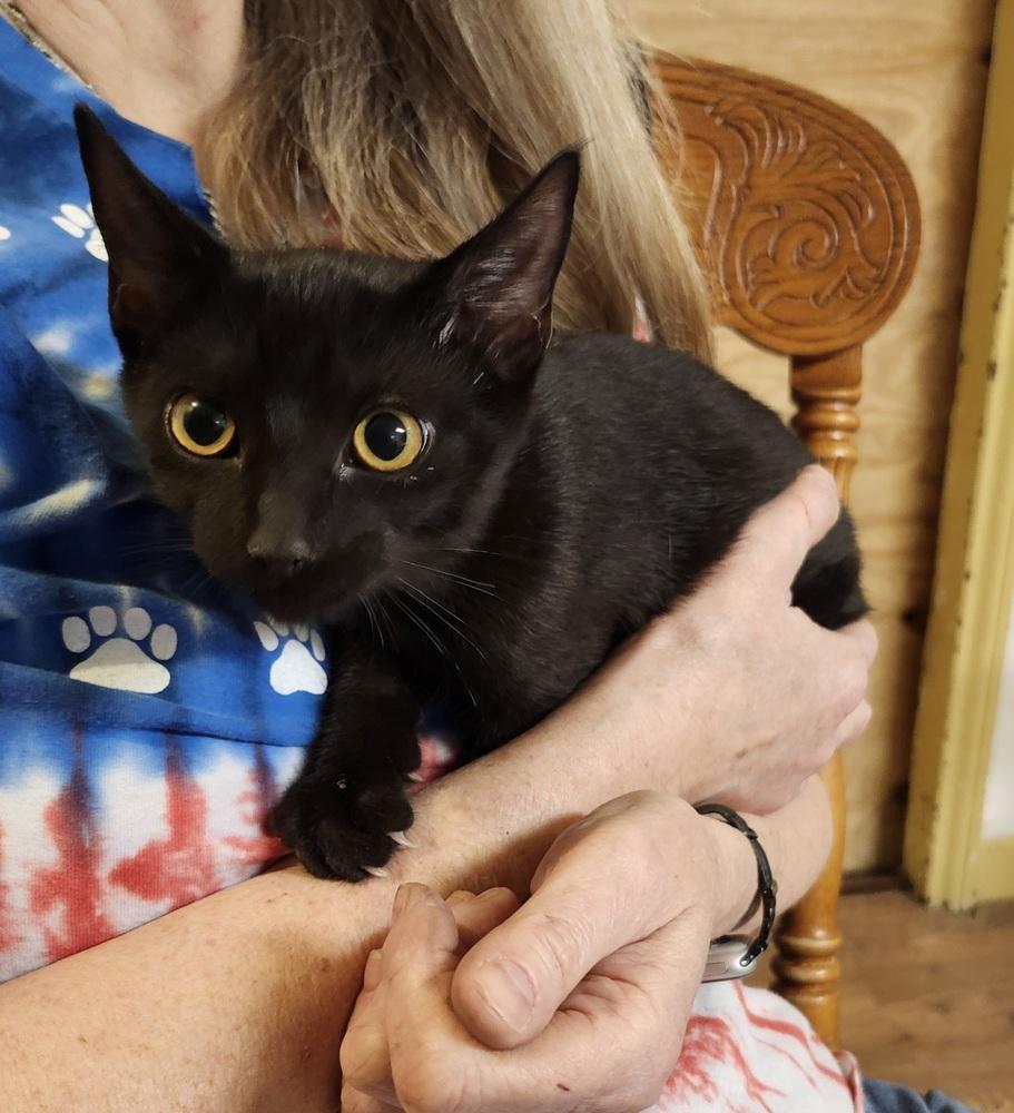 Enlarge Devon, a Adoptable mixed breed in East Greenville, PA image 5/5