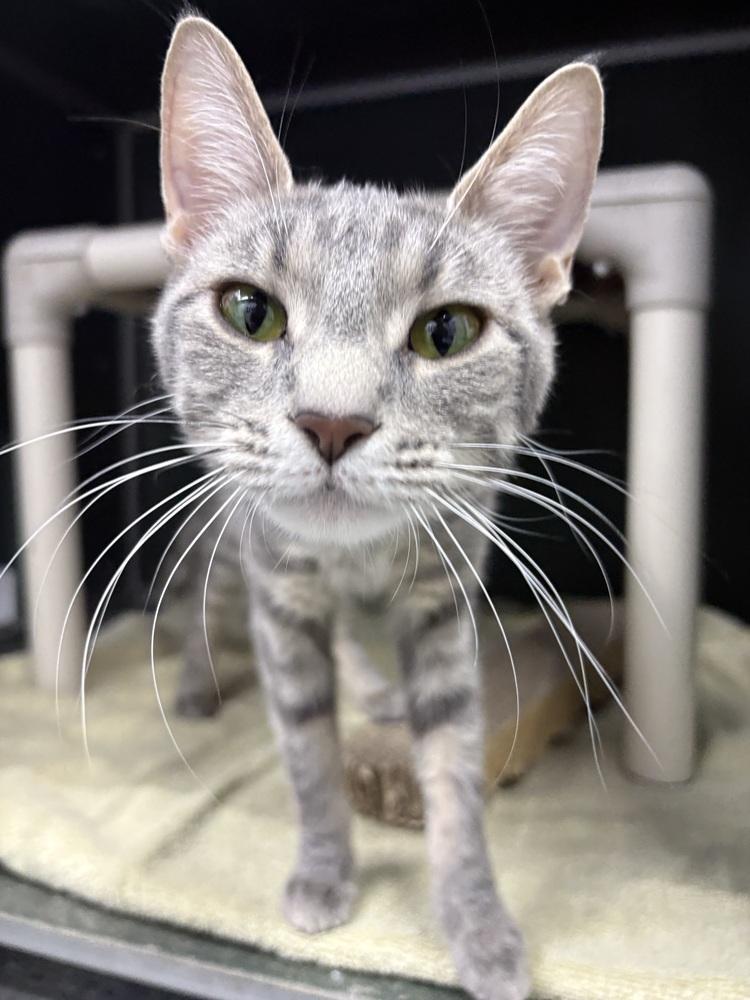 Enlarge Mary Poppins, a Adoptable mixed breed in Mishawaka, IN image 1/5