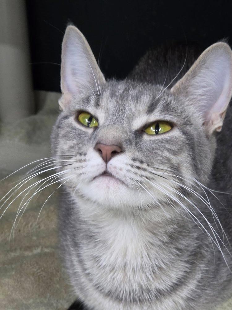 Enlarge Mary Poppins, a Adoptable mixed breed in Mishawaka, IN image 2/5