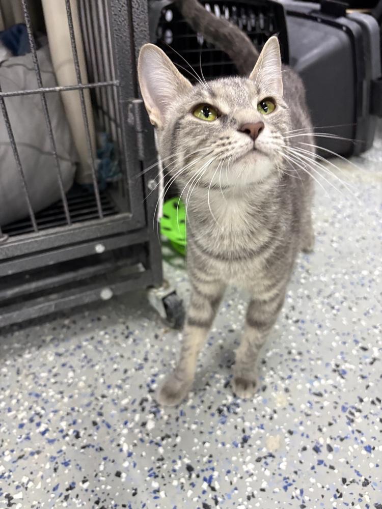 Enlarge Mary Poppins, a Adoptable mixed breed in Mishawaka, IN image 3/5