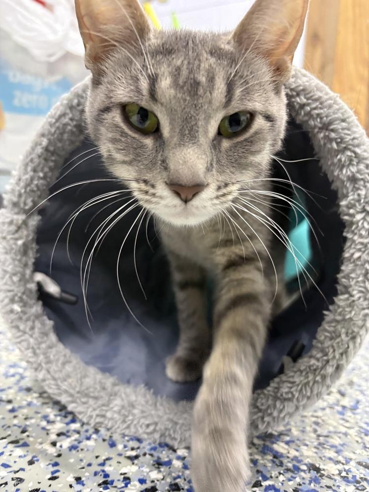 Enlarge Mary Poppins, a Adoptable mixed breed in Mishawaka, IN image 4/5