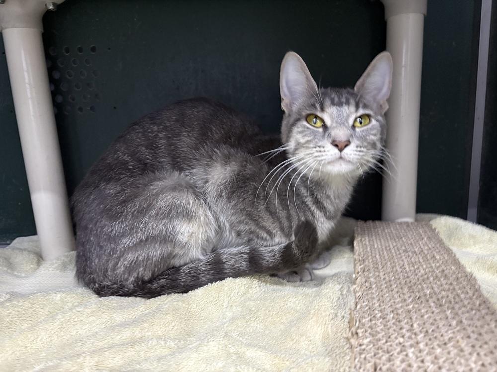 Enlarge Mary Poppins, a Adoptable mixed breed in Mishawaka, IN image 5/5