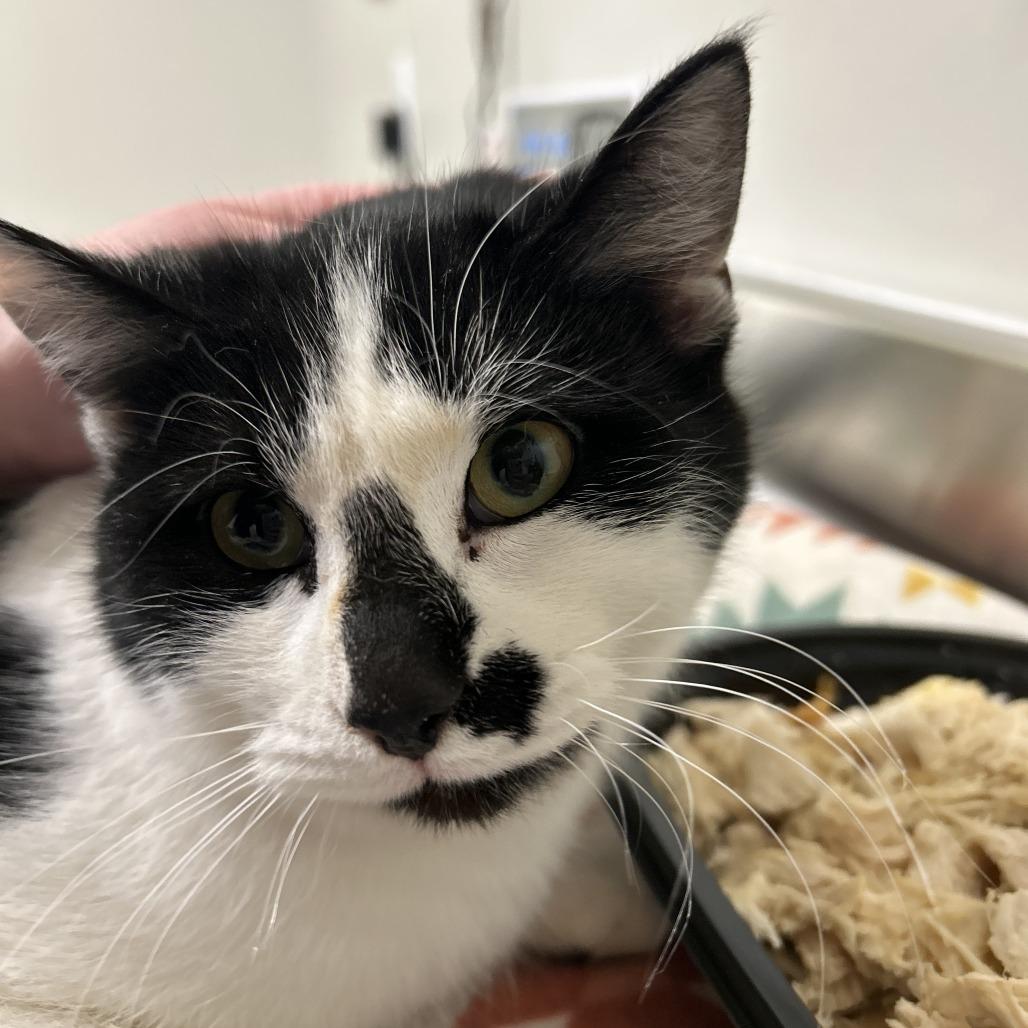 Sparky, Adoptable, Young Female Domestic Short Hair.