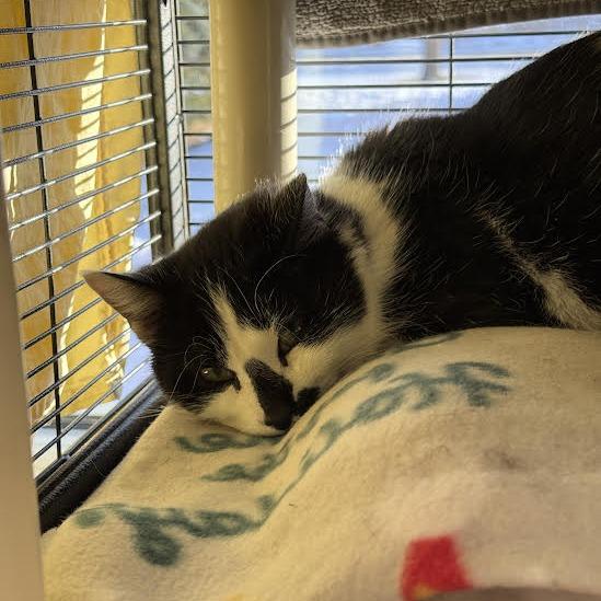 Enlarge Sparky, a Adoptable Domestic Short Hair in Saint Cloud, MN image 2/6