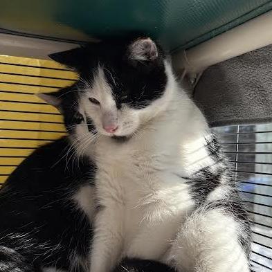 Enlarge Sparky, a Adoptable Domestic Short Hair in Saint Cloud, MN image 3/6