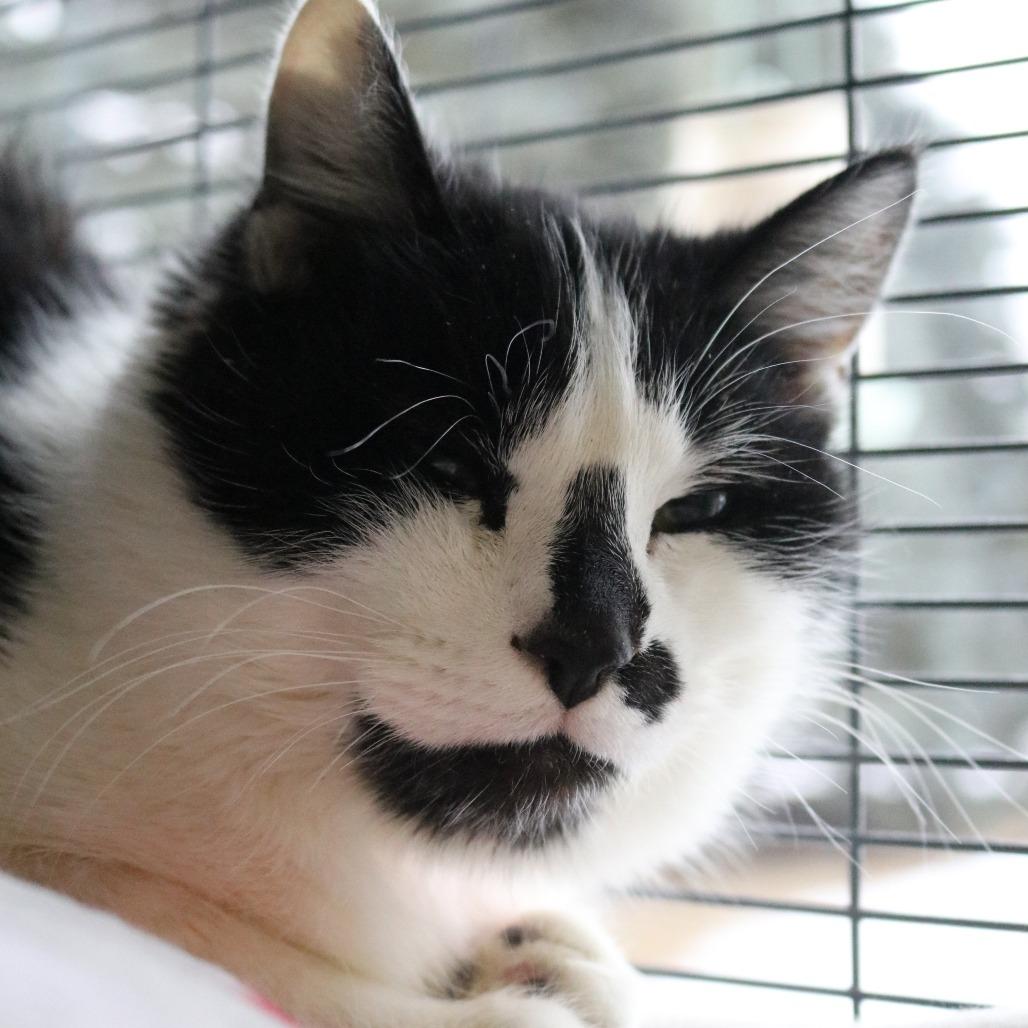 Enlarge Sparky, a Adoptable Domestic Short Hair in Saint Cloud, MN image 4/6